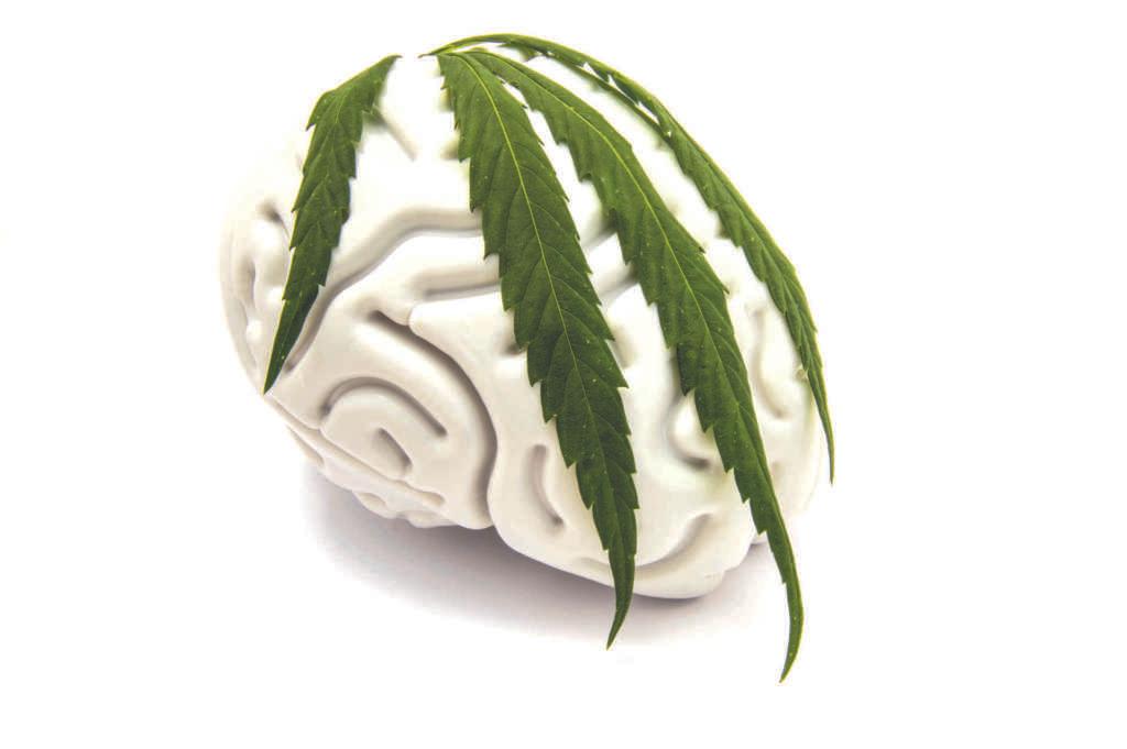 Die Figur des menschlichen Gehirns, bedeckt mit einem grünen Blatt auf medizinischem Cannabis. Die Idee zu den Merkmalen der Marihuanasucht oder der Verwendung von Marihuana in der Neurologie oder Neurowissenschaft