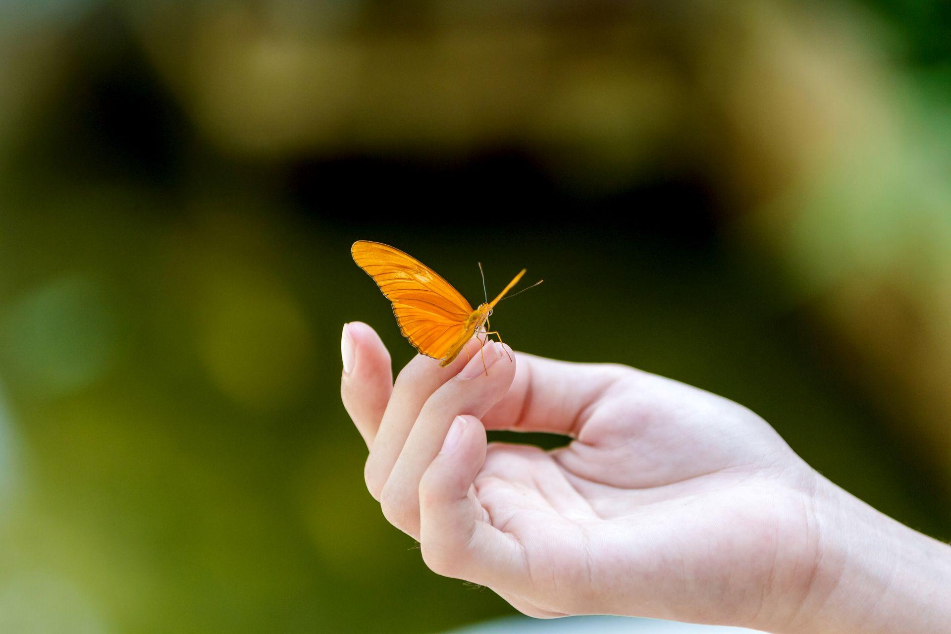 Schmetterling in Kinderhand