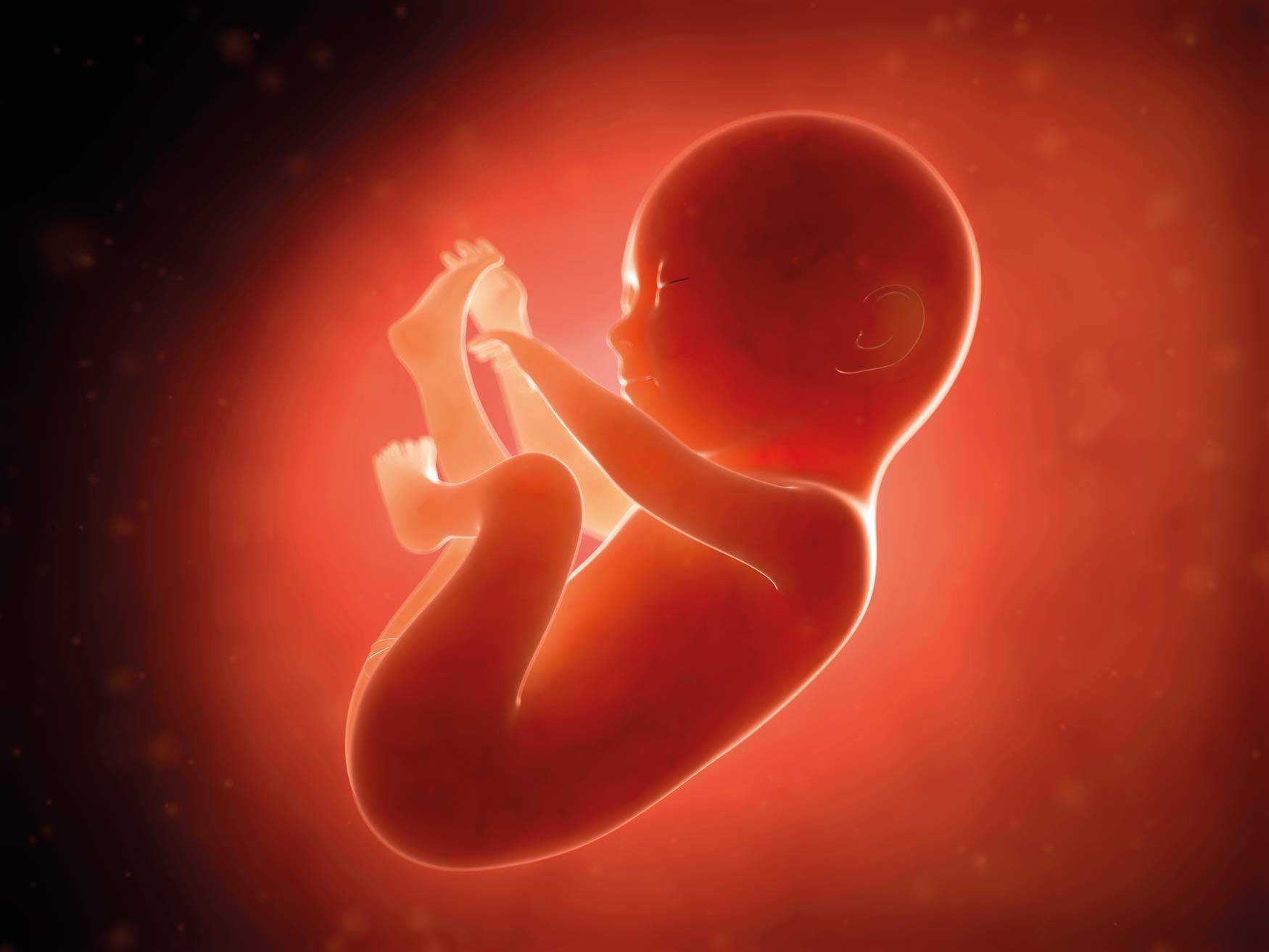 Ein Embryo