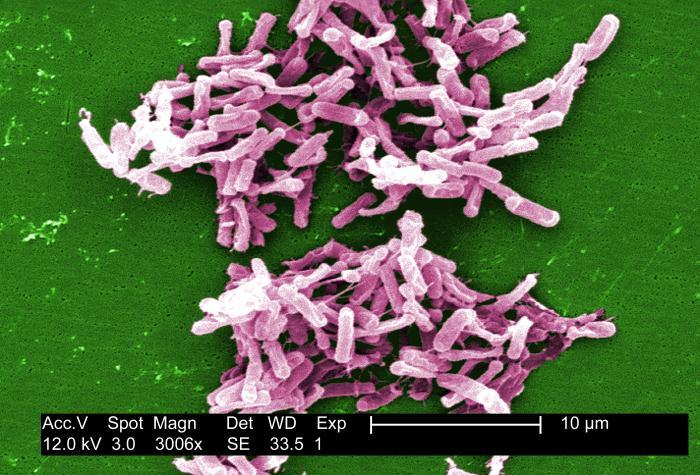 Firmicutes-Bakterien können Clostridium Widerstand leisten