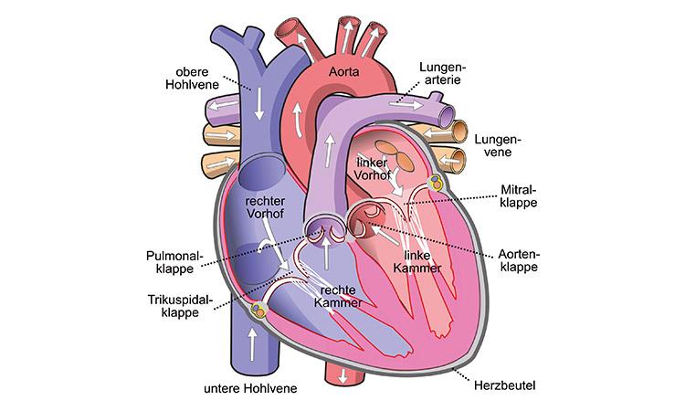 Diagramm des menschlichen Herzens mit Beschreibung