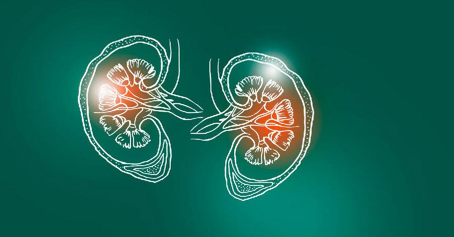 Eine Illustration von zwei menschlicher Nieren mit grünen Hintergrund