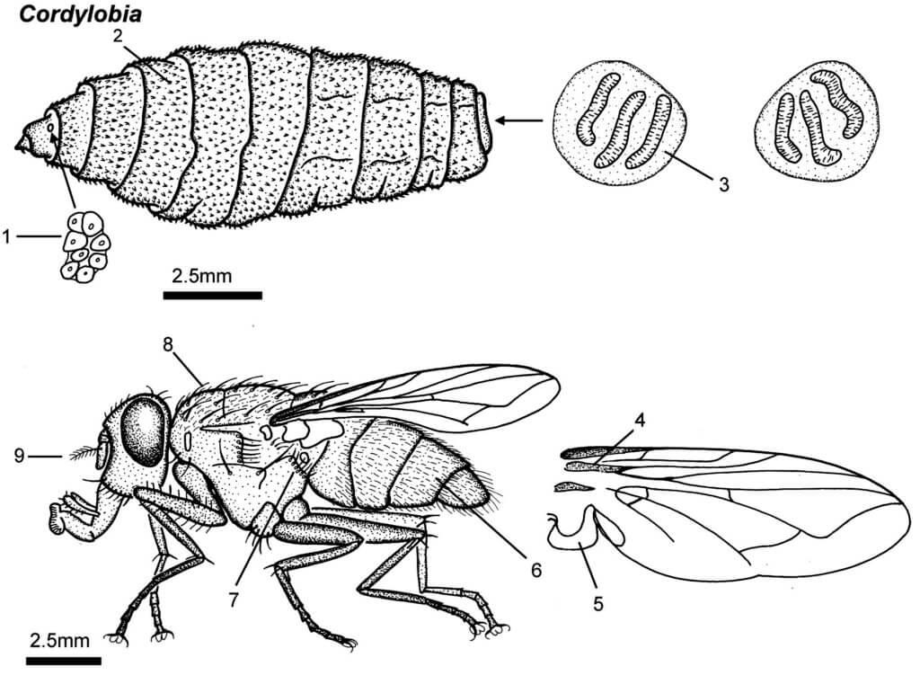 Die Fliege Cordylobia antropophaga ist eine der Verursacherinnen der Myiasis.