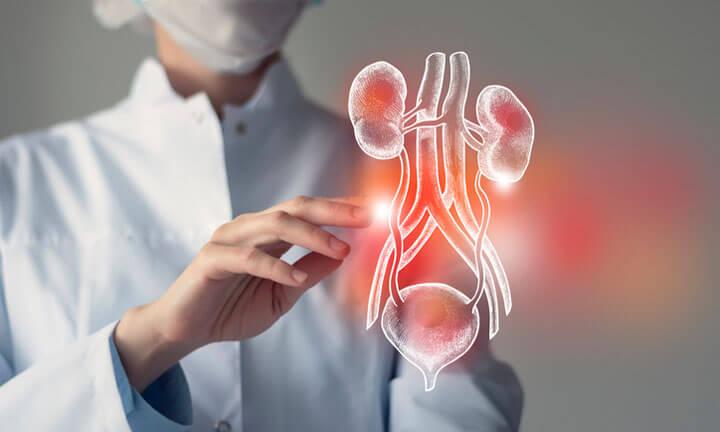 Nicht erkennbare Ärztin im Hintergrund berührt virtuelle, handgezeichnete Blase und Nieren mit der Hand