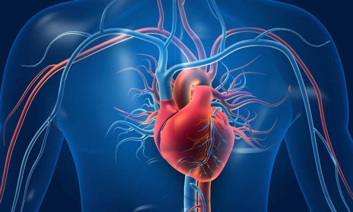 Menschliches Herz mit Blutgefäßen. 3D-Darstellung