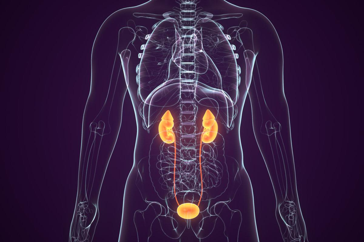 3D-Illustration der Anatomie der menschlichen Harnwege und Nieren