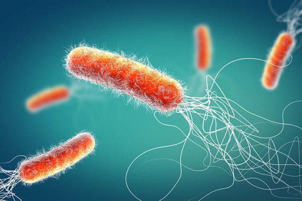 Red colored multiple antibiotic resistant Pseudomonas aeruginosa bacterium - 3d illustration