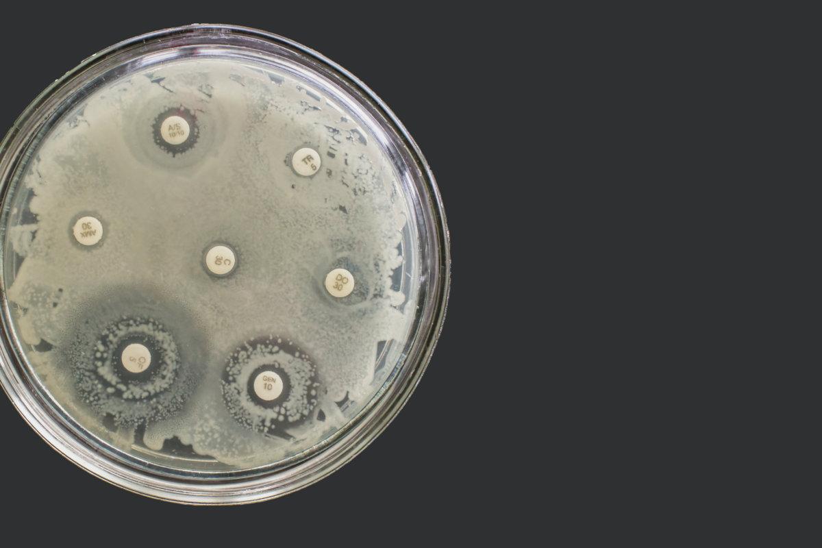 Antibiogram multiple drug resistance bacteria Antimicrobial Susceptibility Test