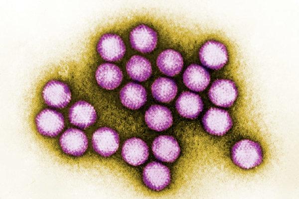 Gelegentlich sind Adenoviren auch bei einer Hepatitis involviert.