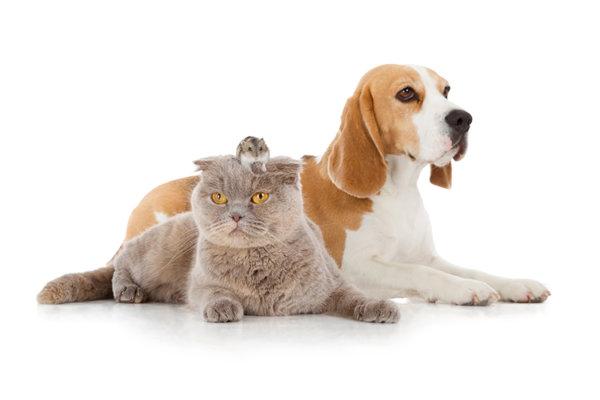 Hund, Katze und Maus sitzen vor weissem Hintergrund