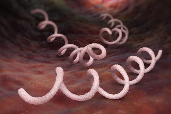 3D-Illustration von Syphilis Bakterien