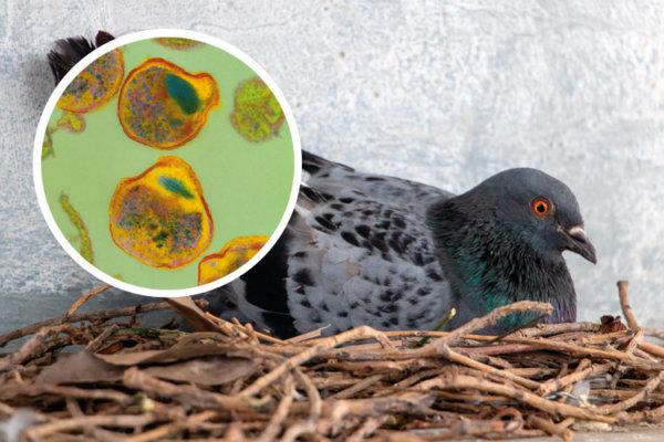 Taube in Nest mit mikroskopischer Aufnahme Chlamydia Psittaci