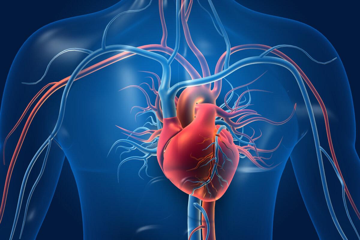 Menschliches Herz mit Blutgefäßen. 3D-Abbildung